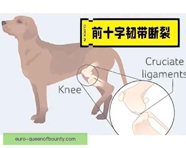 罗德里十字韧带断裂的诊断与治疗策略分析及康复路径探讨